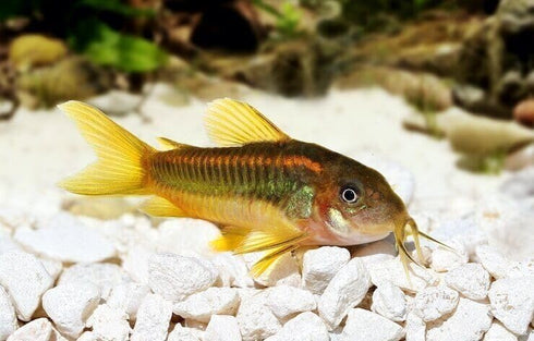 Aquatic Foods Inc. Fish50 Count Calcium Feeder Small Shells. Extra Thick Shells for Shrimp, Snails, Crabs, Crayfish