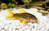 Aquatic Foods Inc. Fish.100 Count Calcium Enriched Food Shells, Small Extra Thick Shells for Shrimp, Snails, Crabs