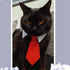ANIAC Small Dog & Cat Wedding Collar - Formal Bow Tie for Puppy & Kitten (L, Red)