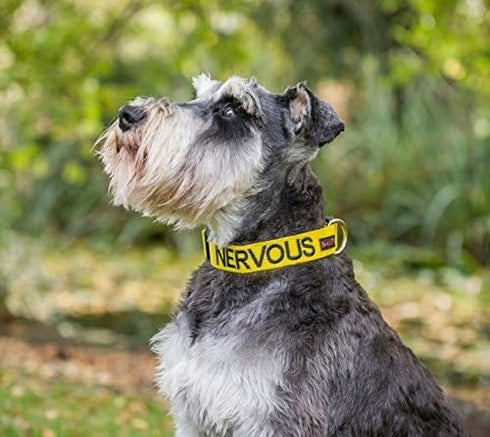 Nervous (Give Me Space) Yellow Colour Coded S-M L-XL Dog Collars Prevents Accidents by Warning Others of Your Dog in Advance (S-M)