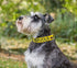 Nervous (Give Me Space) Yellow Colour Coded S-M L-XL Dog Collars Prevents Accidents by Warning Others of Your Dog in Advance (S-M)