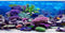 AWERT 72x24 inches Vinyl Underwater Theme Aquarium Background, Colorful Coral Tropical Fish