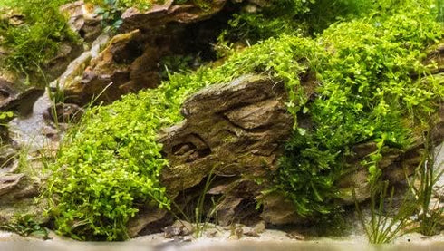 2 1 Micranthemum Monte Carlo Easy Live Aquarium Plant Buy Get