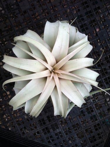 Garden in the City Xerographica Tillandsia Airplant by (Grown and Shipped from California)