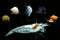 Swimming Creatures 20 Snowball Neocaridina Shrimps with 3 Assorted Mystery Snails, Freshwater