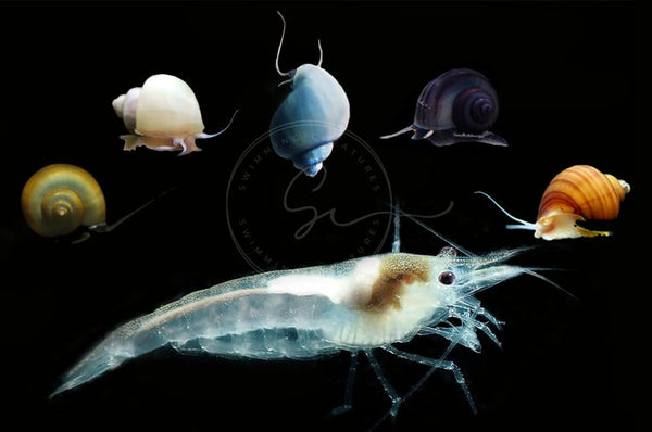 Swimming Creatures 10 Snowball Neocaridina Shrimps with 3 Assorted Mystery Snails, Freshwater