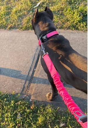 Heavy Duty Bungee Dog Leash, Reflective Training Leash for Dogs That Pull, Double Handle for Medium Dogs