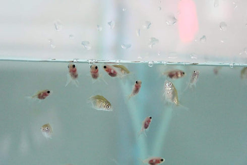 (250000+Egg) 3 64% A.D.P. UTH Fish Food Fresh Eggs Fairy Shrimp g. Best Tropical Fish Food Grow Faster & Color Enhancer