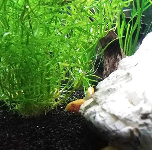 Live Pogostemon Stellatus Octopus Plant - Freshwater Aquarium Decoration