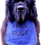 Personalized 'Free HUGS' Dog Bib for Dogs: Handmade, Waterproof Backing, Washable &