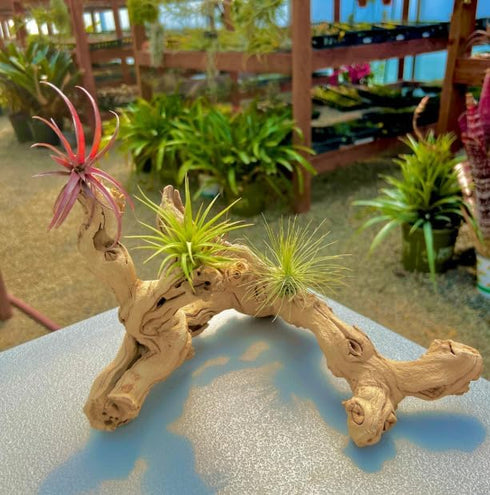 Generic 9-12 Inch Sandblasted Grapewood Branch - Natural Terrarium Wood & Aquarium Driftwood Decor - Air Plant Holder