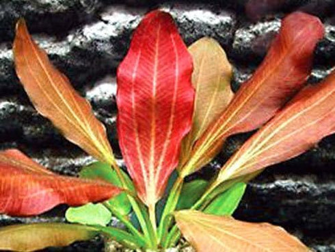 AquaLeaf Aquatics 25+ 6 Package California Bundle - Stems / Species Live Aquarium Plants