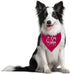 WDSXWH (D23) Big Sister Dog Bandana, Big Sister Bandana for Dog, Dogs Bandanas for Small Medium Dogs, Baby Announcement