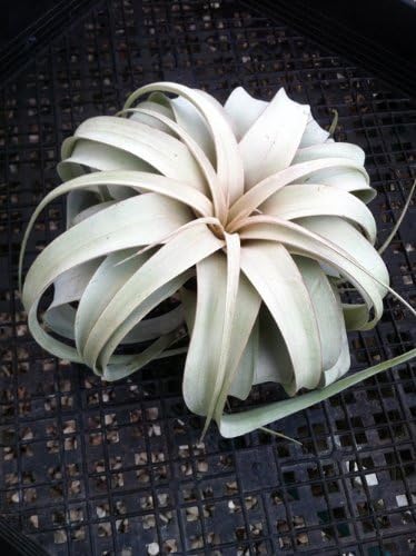 Garden in the City Xerographica Tillandsia Airplant by (Grown and Shipped from California)