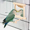 Bird Mirror Wooden Hanging Swing - Interactive Play Toys for Small Parrots, Budgies, Cockatiels (ONE)