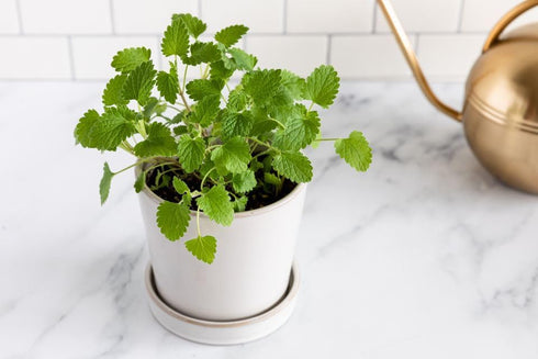 3000+ Count 2026 TomorrowSeeds - Catnip Seeds - - for Planting Nepeta Catwort Garden Vegetable Catnips Catmint Lavender