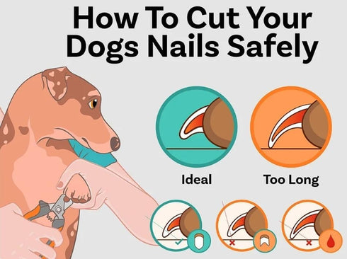 Pet Nail Clippers and Trimmers with Guard, Includes Nail File - Ideal Grooming Tool for Cats and Dogs