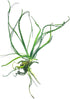 Crinum Calamistratum Live Aquarium Plant for Betta Fish - Easy to Grow