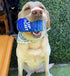 Pup Light and Pups Blue Rubbin - Parody Beer Dog Toys, Funny Plush Squeaky Dog Gifts for Birthday