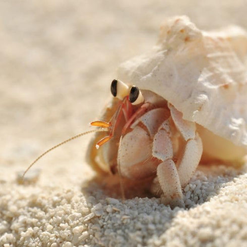 Undique Organic Hermit Crab Food with Quail Egg Shells - Nutritious, Balanced Diet & Calcium-Rich Treats for Hermit