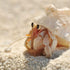 Undique Organic Hermit Crab Food with Quail Egg Shells - Nutritious, Balanced Diet & Calcium-Rich Treats for Hermit