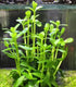 Aquatic Discounts 3 BUY2GET1FREE! Different Beginner/Super Easy Live Aquarium Plants - Bacopa + Hornwort + Java Fern