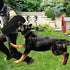 Morezi Dog Bite Sleeve Training for Large Dogs, Strong Jute Equipment for Pit Bull German Shepherd K9, Safe Padded