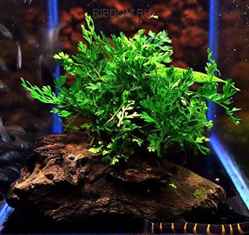AquaLeaf Aquatics Bolbitis) Foreground Potted Live Aquarium Plants | Freshwater Aquatic Plants for Aquariums (Potted