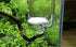 CO2 Diffuser Glass Reactor with U Shape Connecting Tube for Pollen Aquarium Plants Tank