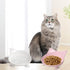 Skrtuan Cat Bowl, Food-Grade Melamine, Non-Slip Shallow Design, 250ml for Cats, Dogs, Rabbits & Hamsters