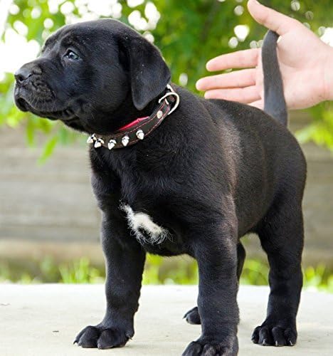 Bestia Spiky Collar with Blunt Screw Tips - Suitable for Small Dog Breeds or Puppies, 1" Wide