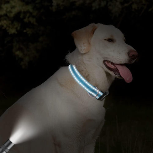 Taglory Reflective Adjustable Dog Collars for Small, Medium, Large Dogs - Aqua Blue, XSmall, Thin Nylon Webbing