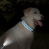 Taglory Reflective Adjustable Dog Collars for Small, Medium, Large Dogs - Aqua Blue, XSmall, Thin Nylon Webbing