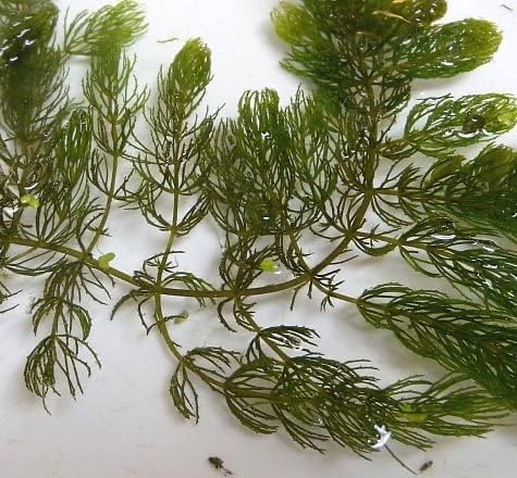 2 1 Marcus Fish Tanks Hornwort Coontail Ceratophyllum Easy Live Aquarium Plant Oxygenating Pond Plant Buy GET Extra