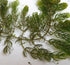 2 1 Marcus Fish Tanks Hornwort Ceratophyllum Live Aquarium Plant Planted Tank Beginner - Buy G F