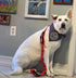 Heavy Duty Tactical Dog Leash - Bungee for Large Dogs, Reflective Dual Handles, Ideal for Training and Outdoor
