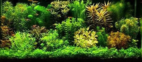 Aquatic Discounts 3 2 1 Different Types of Beginner/Super Easy Live Aquarium Plants - Bacopa + Anubias + Java Fern BU Y