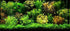 Aquatic Discounts 3 BUY2GET1FREE! Different Types of Beginner/Super Easy Live Aquarium Plants - Bacopa + Hornwort +