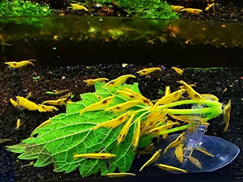 Golden Back Yellow Shrimp Live Freshwater Shrimp Aquarium Neocaridina Inverts RCS (10