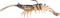 Z-Man PrawnstarZ Soft Plastic Shrimp