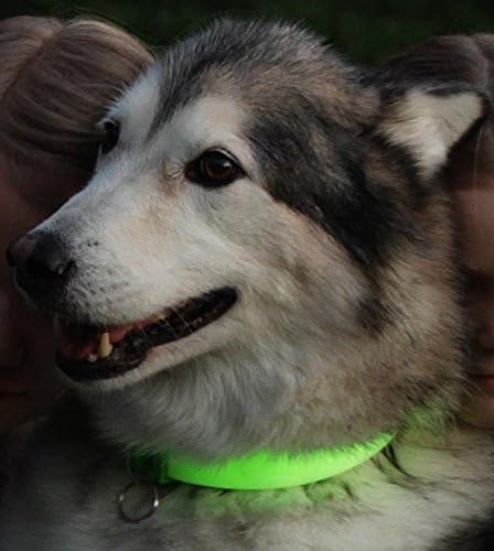 Davis Manufacturing FurEver Brite Glow in The Dark Pet Safety Collar, Medium to Large, Green