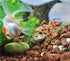 Eco-Friendly Alligator Figurine Aquarium Decor - Unique Fish Tank Accessories, ofigh-alligator-01