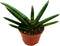 BubbleBlooms Sansevieria Boncel Starfish 6 inch Rare Snake Plant