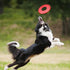 Nerf Dog Atomic Flyer Outdoor Dog Toy, 10 Inch Flying Disc for Medium and Large Dogs, Red