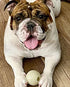 Chew King Glowing Fetch Ball Dog Ball Toys 3 Inch Pack of 2 Fits Ball Launcher