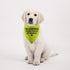 1 Piece Dog Bandana, "I'm Learning Please Pardon My Manners" Scarf for Rescue Dogs, Give Space Design