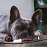 Warren London Pawdicure Dog Nail Polish Pens - Made in USA, Quick Dry, Neon Pink, 13 Colors