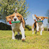 Blingbrione Dog Chew Toys for Large Breed Aggressive Chewers, Durable Rose Rubber Teething Toys for Small/Medium Dogs,