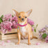 ChengFu XXS Dog Collar - Pink Teacup Dog Collar for Small Dogs & Cats, 3/8 inch Width