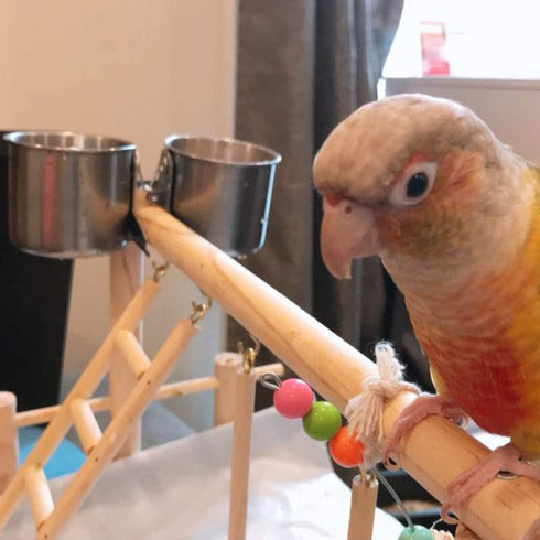 Parrot Feeding Cups - Stainless Steel Hanging Bowls for Small and Medium Birdcage Accessories